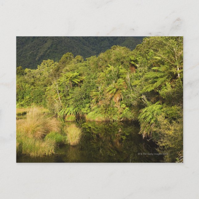 Rainforest, Sydön, Nya Zeeland Vykort (Framsida)