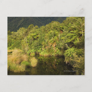 Rainforest, Sydön, Nya Zeeland Vykort