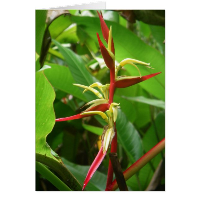 Rainforest Tropicals OBS Kort (Framsidan)