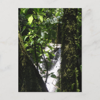 Rainforest- & vattenfallvykort vykort