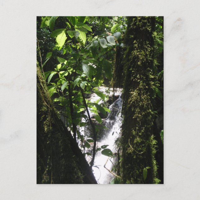 Rainforest- & vattenfallvykort vykort (Framsida)