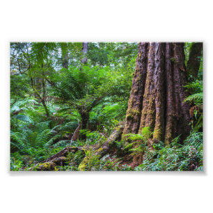 Rainforest vid Underbarare Otway National Park Aus Fototryck