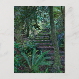 Rainforest Vykort