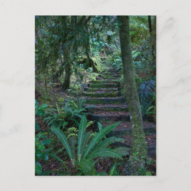 Rainforest Vykort (Framsida)