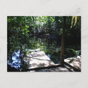 Rainforest Vykort