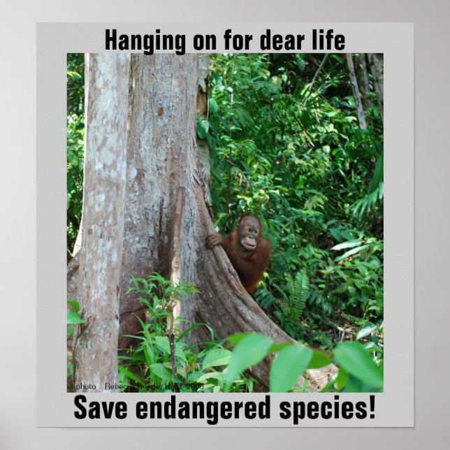 Rainforest Wildlife Poster (Framsidan)