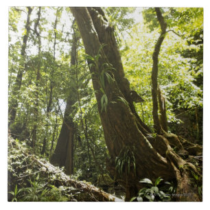 rainforesten beskådar, Dominica Kakelplatta