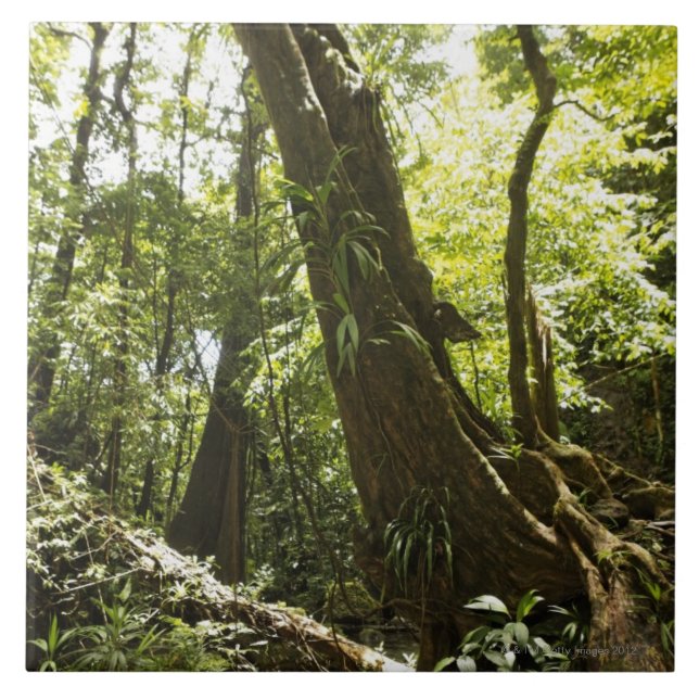 rainforesten beskådar, Dominica Kakelplatta (Framsidan)