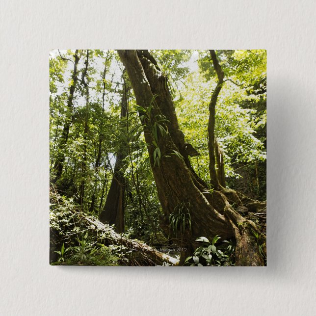 rainforesten beskådar, Dominica Knapp (Framsida)