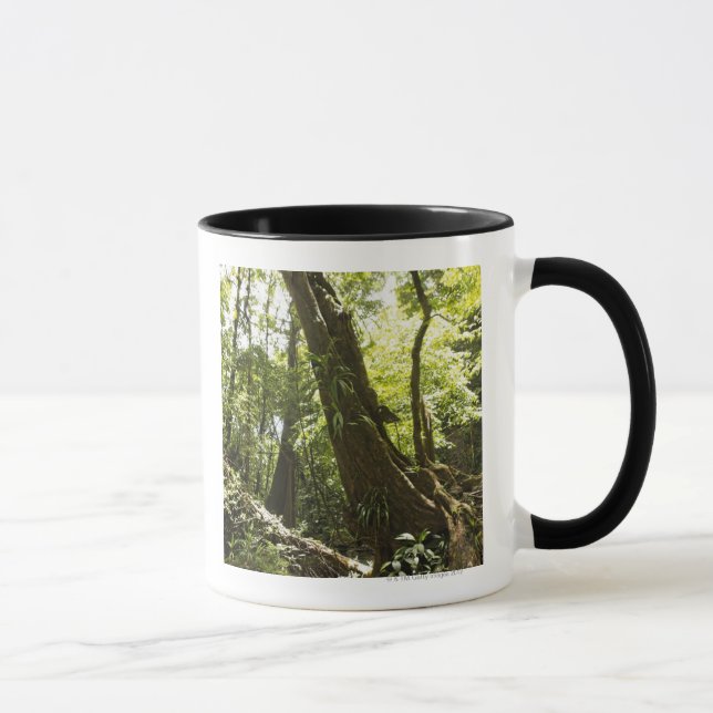 rainforesten beskådar, Dominica Mugg (Höger)