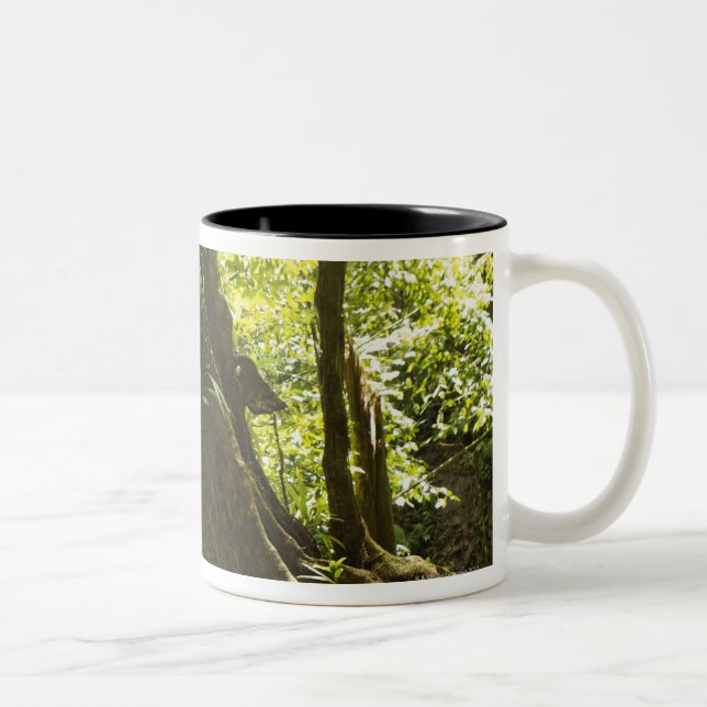 rainforesten beskådar, Dominica Två-Tonad Mugg (Höger)