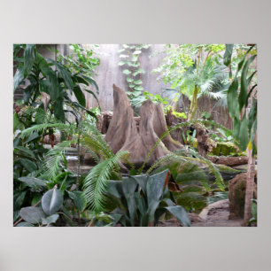 Rainforesten Poster