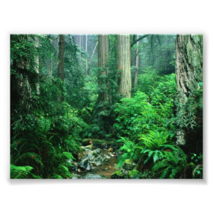 Rainforestfoto Fototryck
