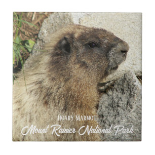 Rainiers nationalpark Hoary Marmot Kakelplatta