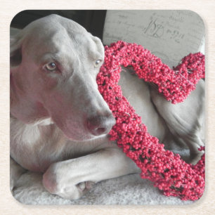 Rain's Kärlek - Weimaraner Hund Papper Underlägg Kvadrat