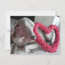 Rain's Kärlek - Weimaraner Hund Valentine - Flat C Julkort