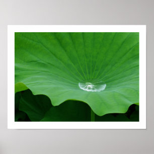Rainwater på Lotus Löv: Japan Poster