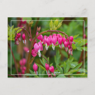Rainy Day Bleeding Hearts Close-up Vykort