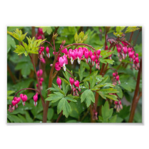 Rainy Day Bleeding Hearts Fototryck