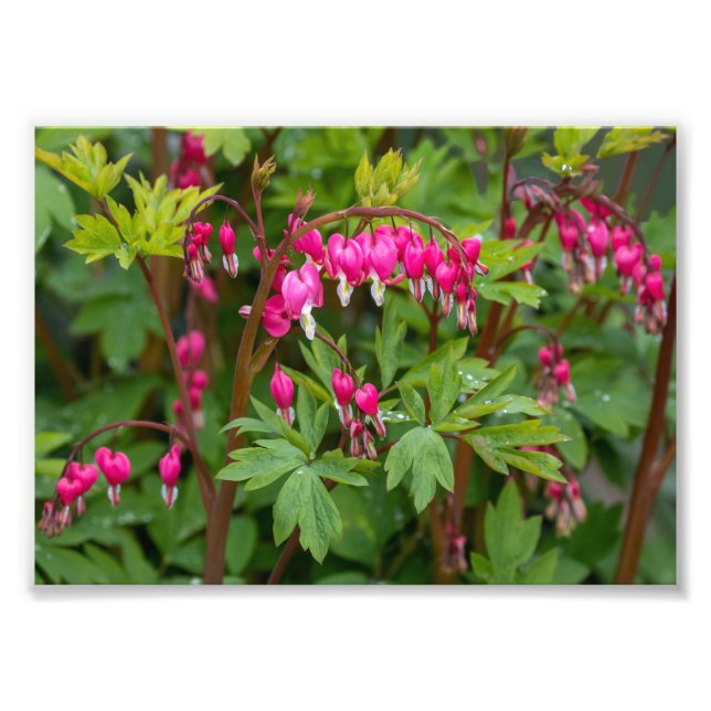 Rainy Day Bleeding Hearts Fototryck (Framsidan)