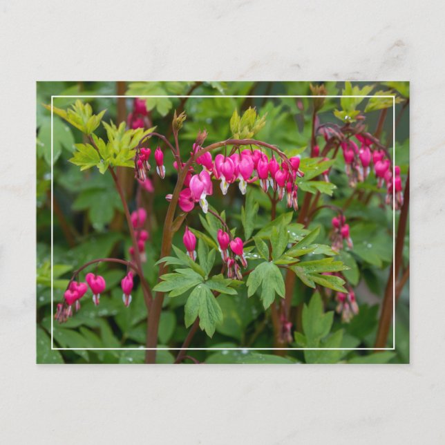 Rainy Day Bleeding Hearts Vykort (Framsida)