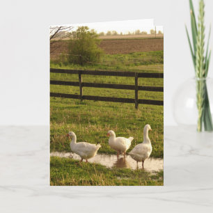 Rainy Day Geese Kort