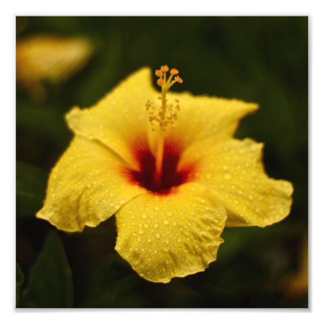 Rainy Day Hibiscus Fototryck (Framsidan)