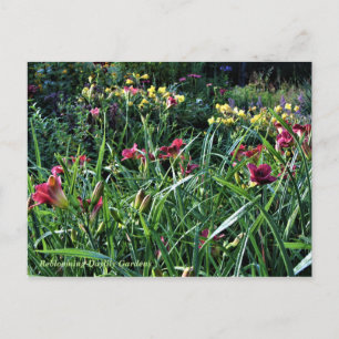 Rainy Day Reblooming Daylily Gardens Vykort