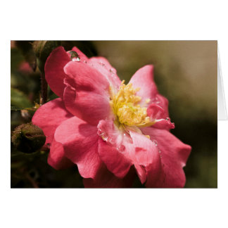 Rainy Day Ro Hälsningskort