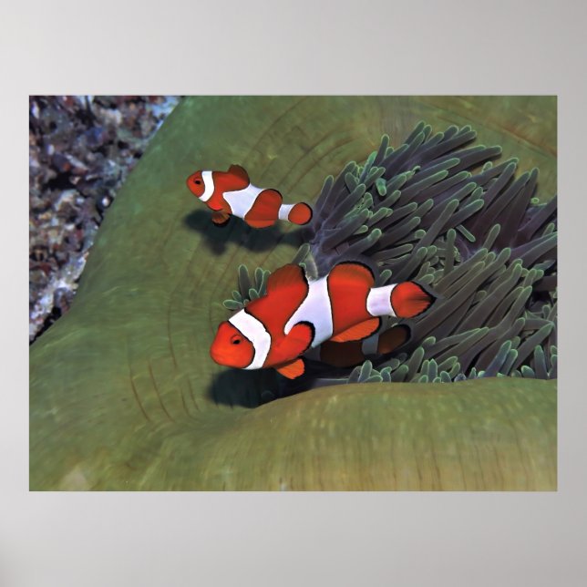 Raja Ampat Clownfish Poster (Framsidan)