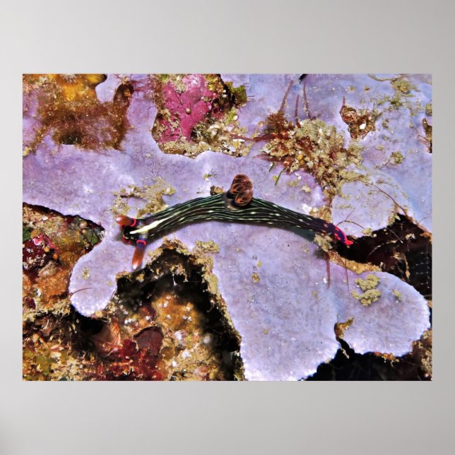 Raja Ampat Nudi Poster (Framsidan)
