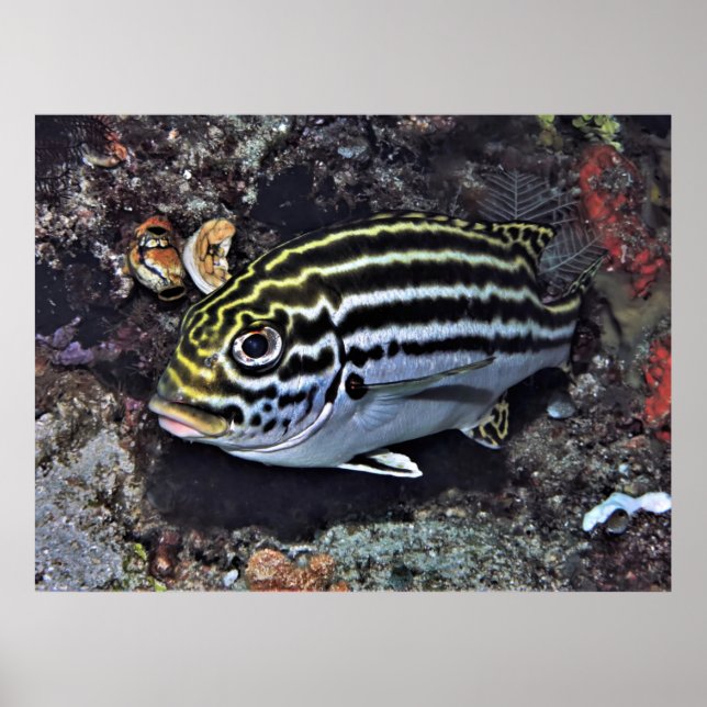 Raja Ampat Sweetlips Poster (Framsidan)