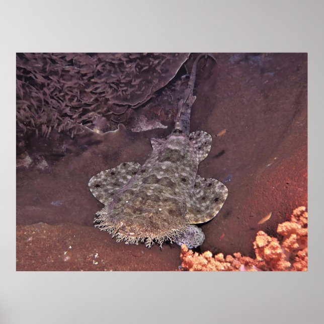 Raja Ampat Wobbegong Poster (Framsidan)