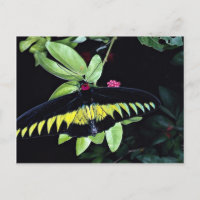Rajah Brooke's hanfågelwing, Malaysia