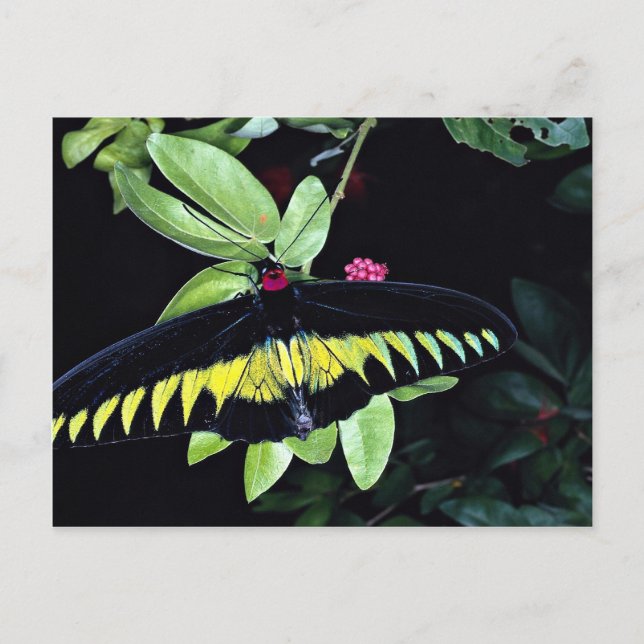Rajah Brooke's hanfågelwing, Malaysia Vykort (Framsida)