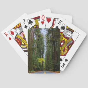 Rak väg fram genom Misty Redwood Forest Casinokort