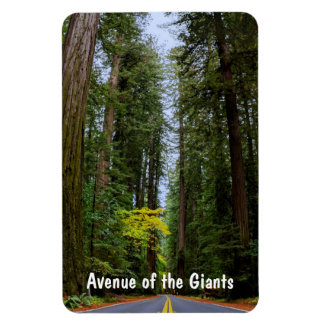 Rak väg fram genom Misty Redwood Forest Magnet