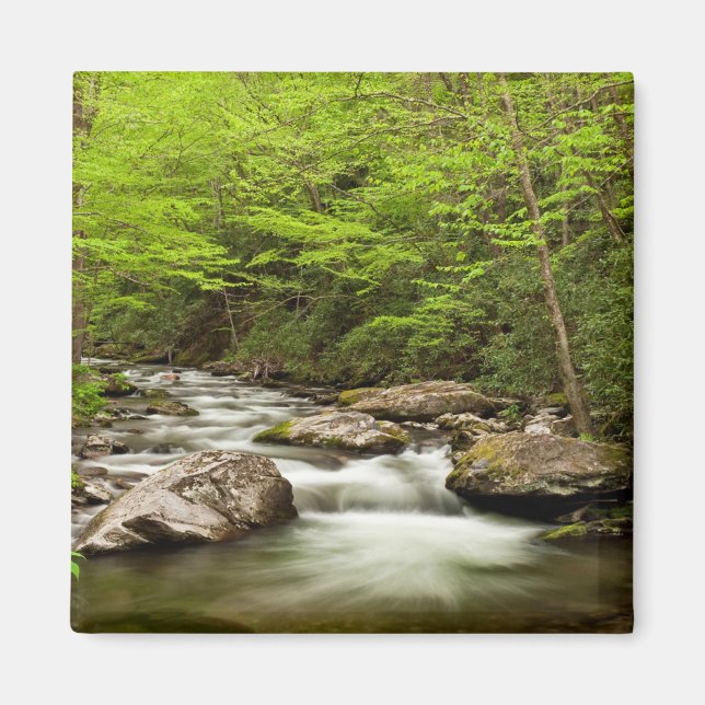 Raka forkflöden genom skog magnet (Framsidan)