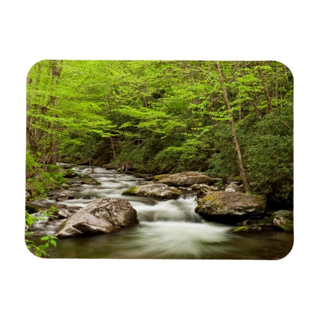 Raka forkflöden genom skog magnet (Horisontell)