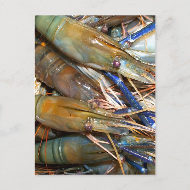 räka vykort (Framsida)