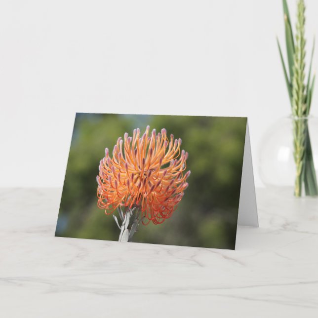 Raketpincushionprotea Kort (Framsida)