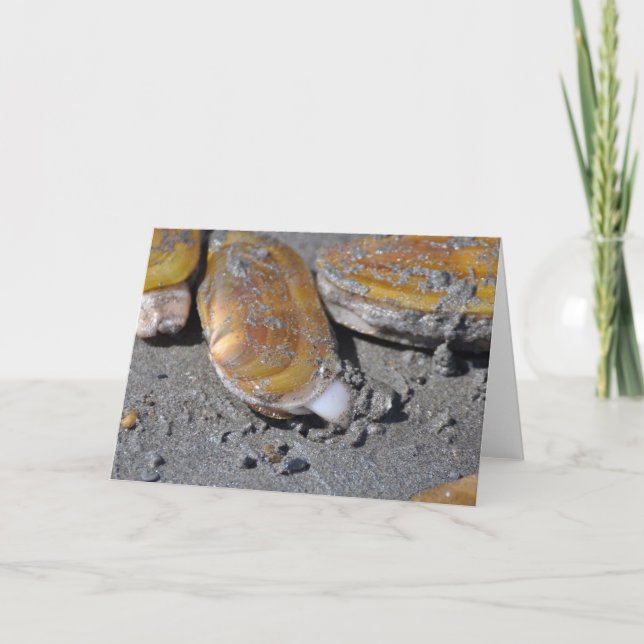 Rakknivmusslor Kort (Framsida)