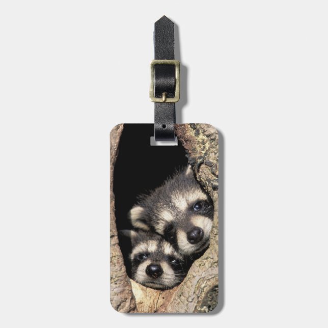 Rakkoner i baby i träd-hålan Procyon Bagagebricka (Vertikal Framsida)