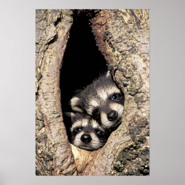 Rakkoner i baby i träd-hålan Procyon Poster (Framsidan)