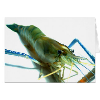 räkor hälsningskort