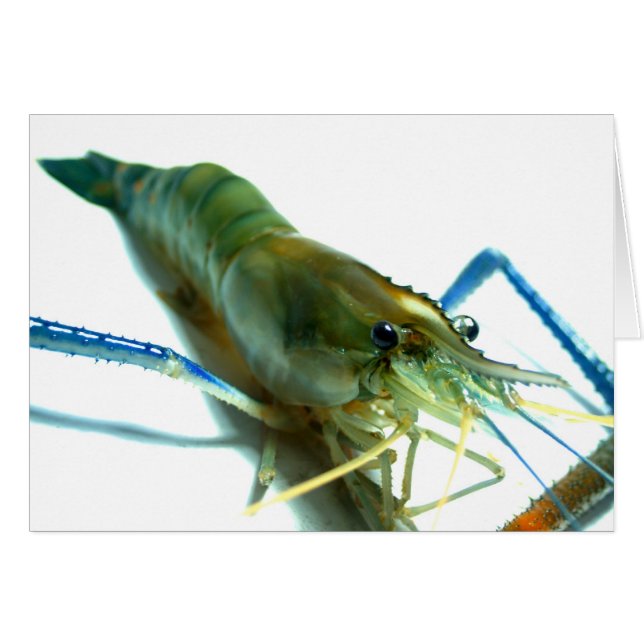 räkor hälsningskort (Framsidan Horizontal)