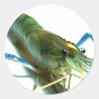 räkor runt klistermärke