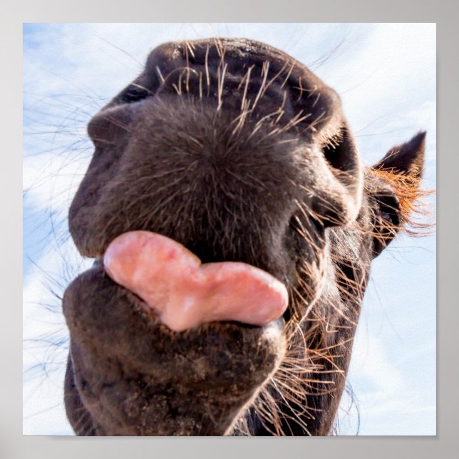 Rakt från Horses munsundna djur Poster (Framsidan)