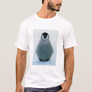 ralph tee shirt