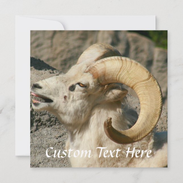 Ram eller Bighorn Sheep Laughing (Framsida)